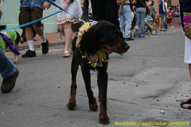 2009-Mystic-Krewe-of-Barkus-Mardi-Gras-French-Quarter-New-Orleans-Dog-Parade-0859