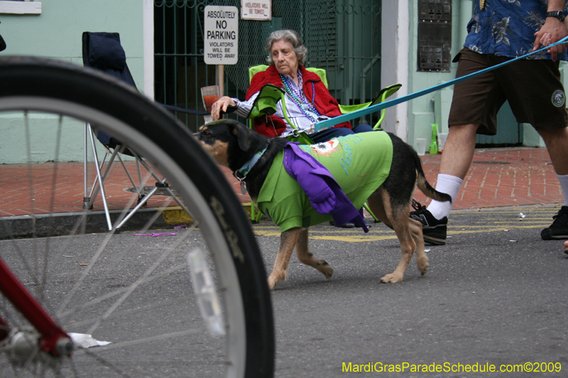 2009-Mystic-Krewe-of-Barkus-Mardi-Gras-French-Quarter-New-Orleans-Dog-Parade-0860