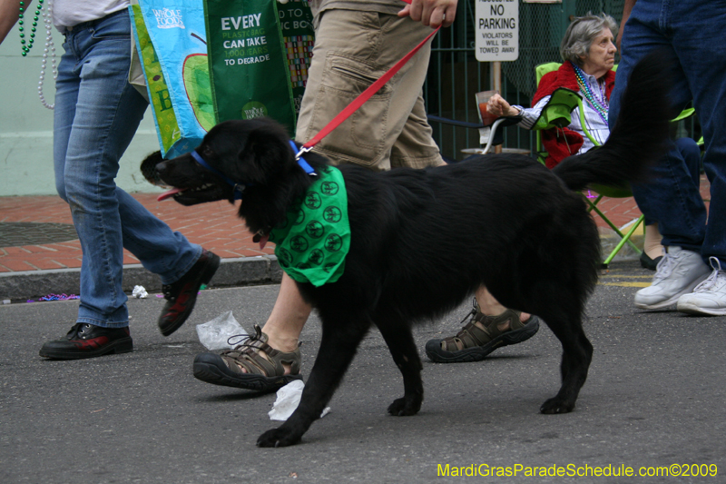 2009-Mystic-Krewe-of-Barkus-Mardi-Gras-French-Quarter-New-Orleans-Dog-Parade-0862