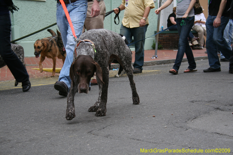 2009-Mystic-Krewe-of-Barkus-Mardi-Gras-French-Quarter-New-Orleans-Dog-Parade-0863