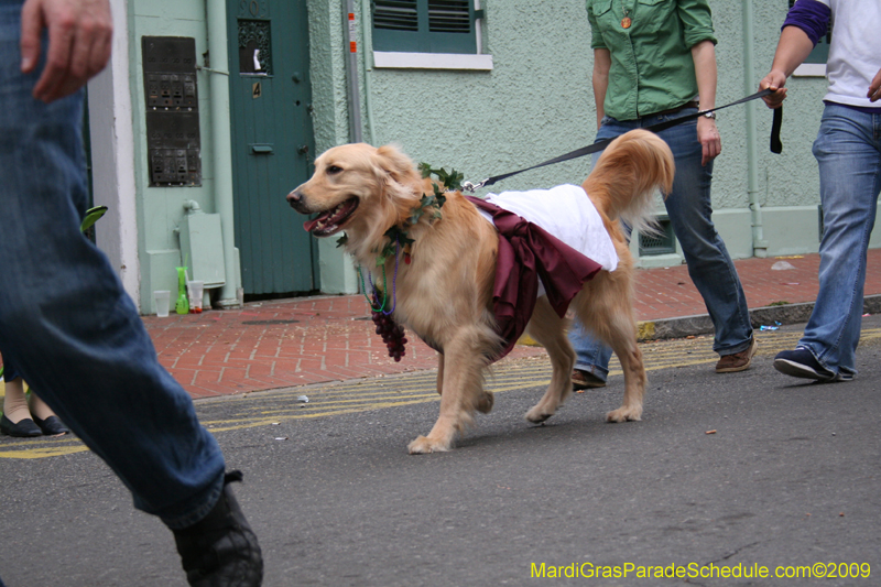 2009-Mystic-Krewe-of-Barkus-Mardi-Gras-French-Quarter-New-Orleans-Dog-Parade-0866