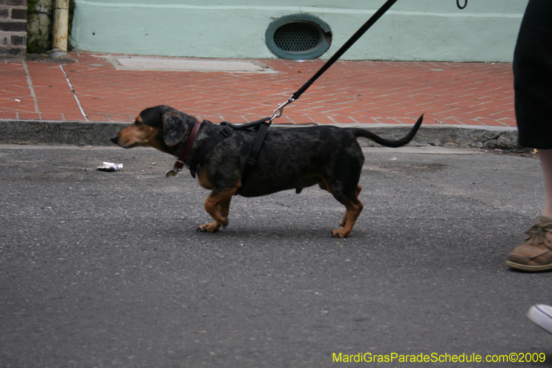 2009-Mystic-Krewe-of-Barkus-Mardi-Gras-French-Quarter-New-Orleans-Dog-Parade-0869