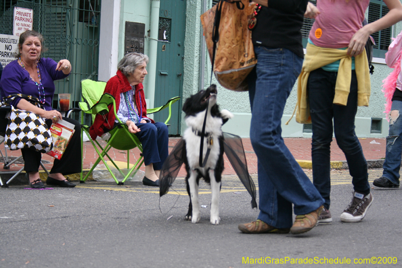 2009-Mystic-Krewe-of-Barkus-Mardi-Gras-French-Quarter-New-Orleans-Dog-Parade-0870