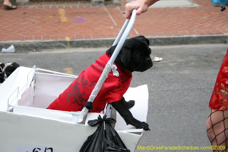 2009-Mystic-Krewe-of-Barkus-Mardi-Gras-French-Quarter-New-Orleans-Dog-Parade-0873