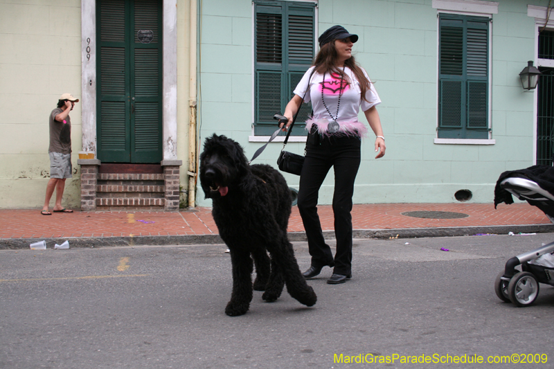 2009-Mystic-Krewe-of-Barkus-Mardi-Gras-French-Quarter-New-Orleans-Dog-Parade-0879