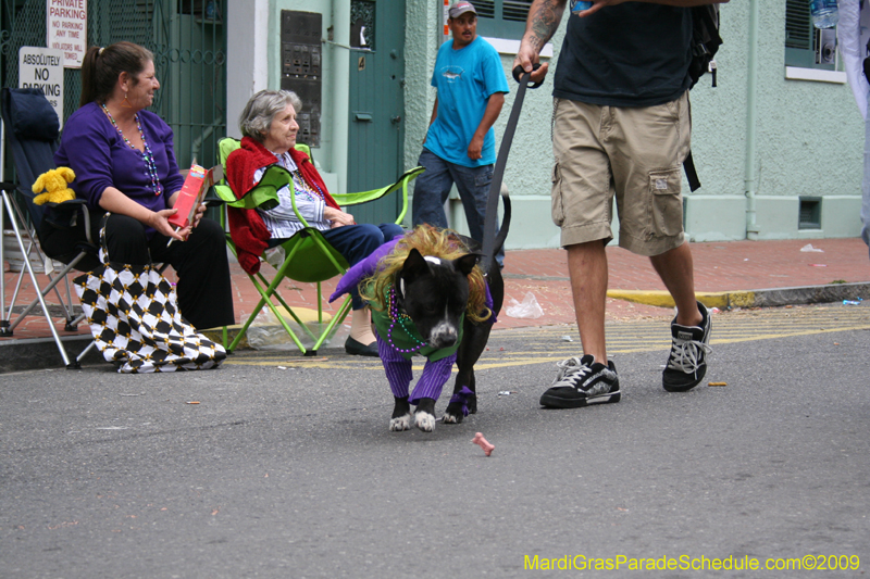 2009-Mystic-Krewe-of-Barkus-Mardi-Gras-French-Quarter-New-Orleans-Dog-Parade-0881