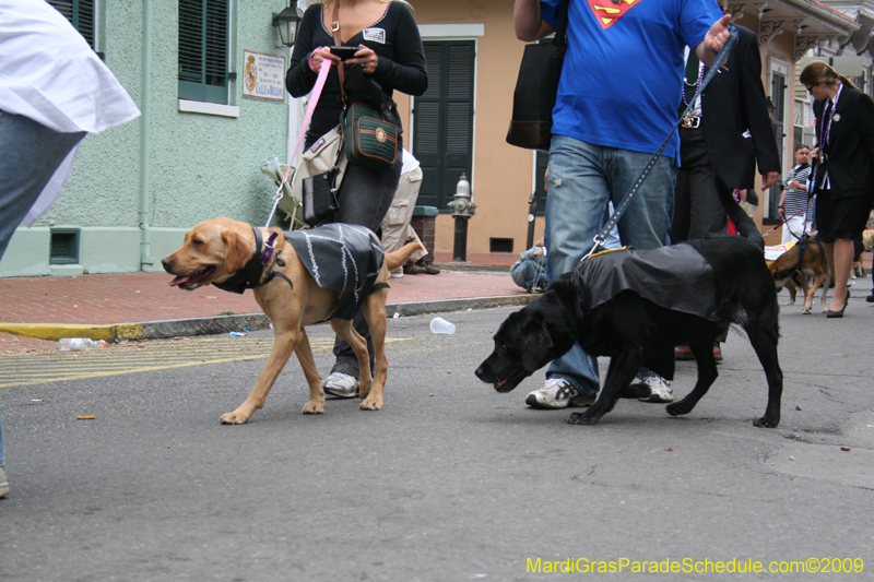 2009-Mystic-Krewe-of-Barkus-Mardi-Gras-French-Quarter-New-Orleans-Dog-Parade-0882