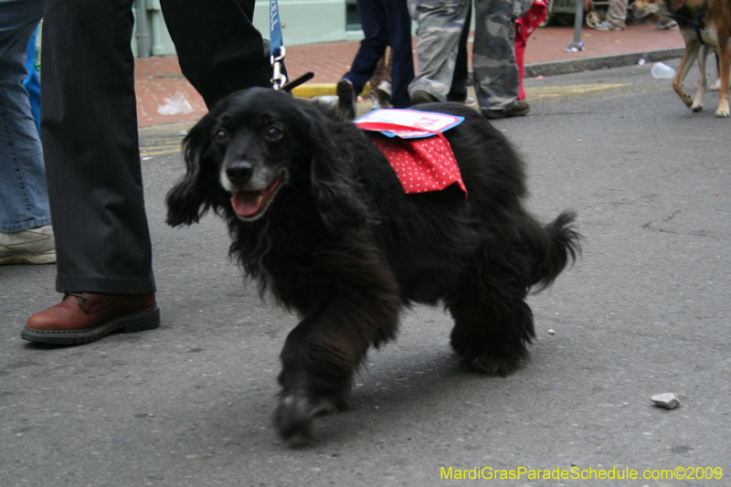 2009-Mystic-Krewe-of-Barkus-Mardi-Gras-French-Quarter-New-Orleans-Dog-Parade-0883