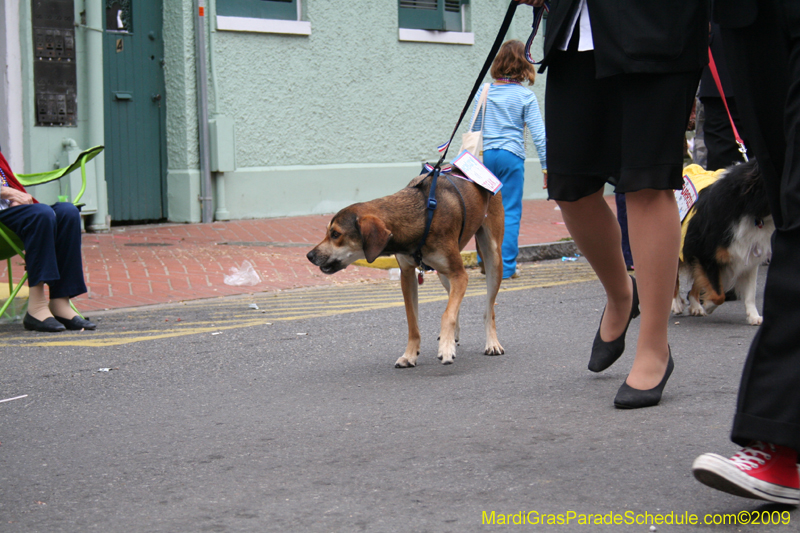 2009-Mystic-Krewe-of-Barkus-Mardi-Gras-French-Quarter-New-Orleans-Dog-Parade-0885