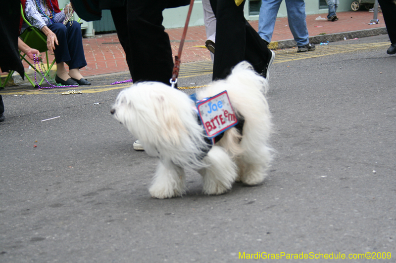 2009-Mystic-Krewe-of-Barkus-Mardi-Gras-French-Quarter-New-Orleans-Dog-Parade-0887