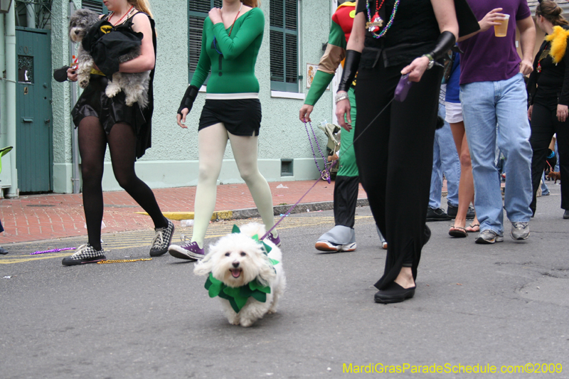 2009-Mystic-Krewe-of-Barkus-Mardi-Gras-French-Quarter-New-Orleans-Dog-Parade-0890