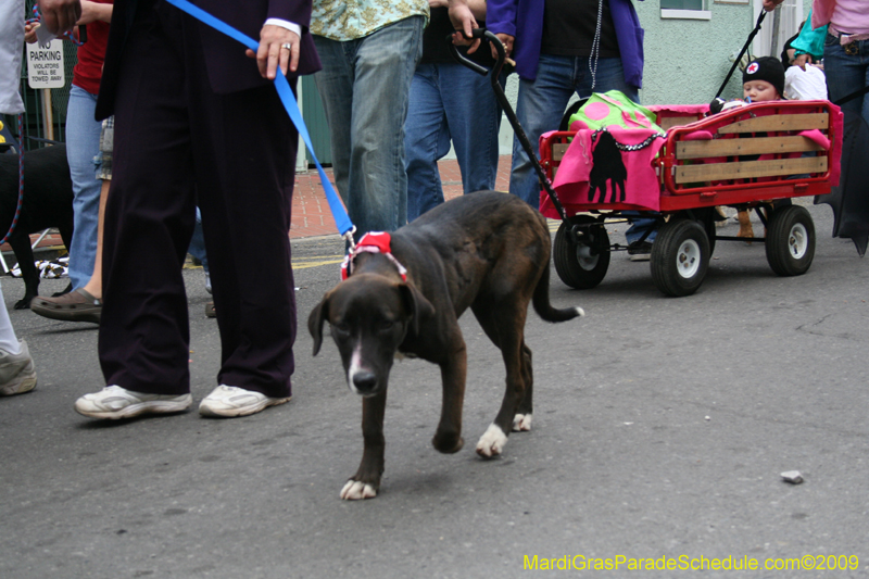 2009-Mystic-Krewe-of-Barkus-Mardi-Gras-French-Quarter-New-Orleans-Dog-Parade-0892