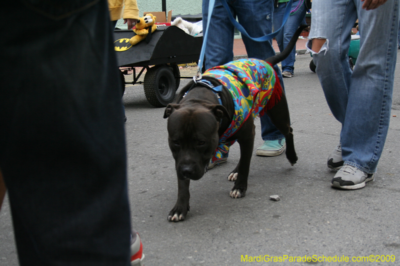 2009-Mystic-Krewe-of-Barkus-Mardi-Gras-French-Quarter-New-Orleans-Dog-Parade-0893