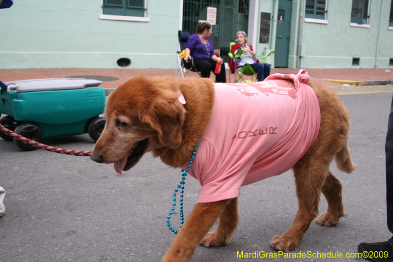 2009-Mystic-Krewe-of-Barkus-Mardi-Gras-French-Quarter-New-Orleans-Dog-Parade-0894