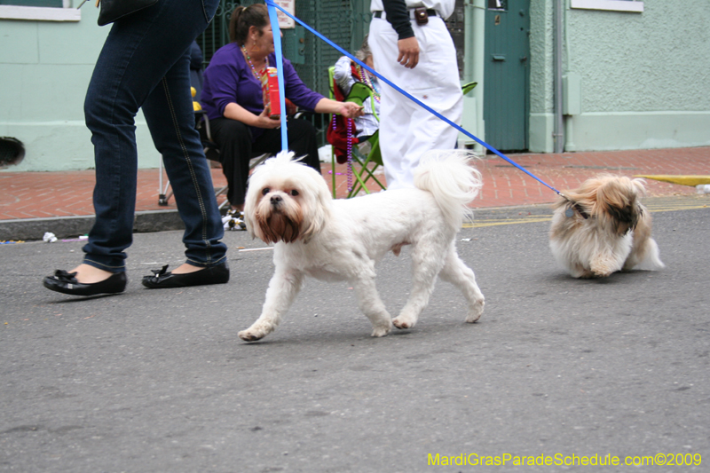 2009-Mystic-Krewe-of-Barkus-Mardi-Gras-French-Quarter-New-Orleans-Dog-Parade-0895