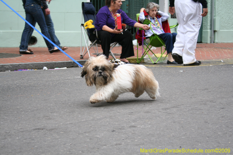 2009-Mystic-Krewe-of-Barkus-Mardi-Gras-French-Quarter-New-Orleans-Dog-Parade-0896