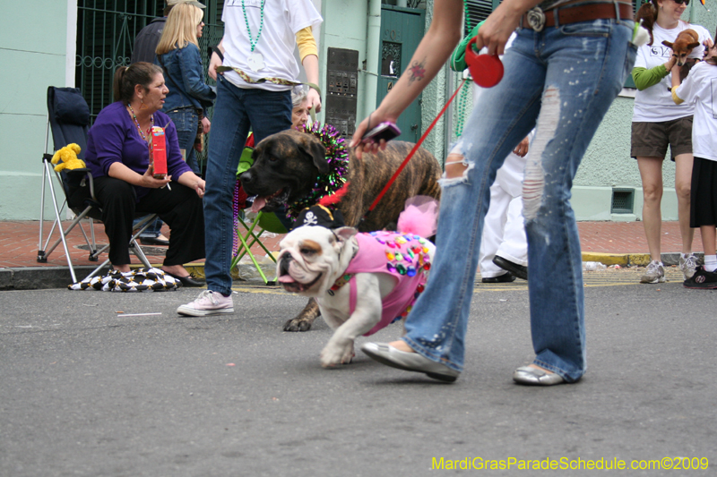 2009-Mystic-Krewe-of-Barkus-Mardi-Gras-French-Quarter-New-Orleans-Dog-Parade-0897