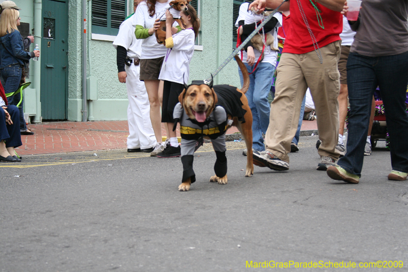 2009-Mystic-Krewe-of-Barkus-Mardi-Gras-French-Quarter-New-Orleans-Dog-Parade-0898