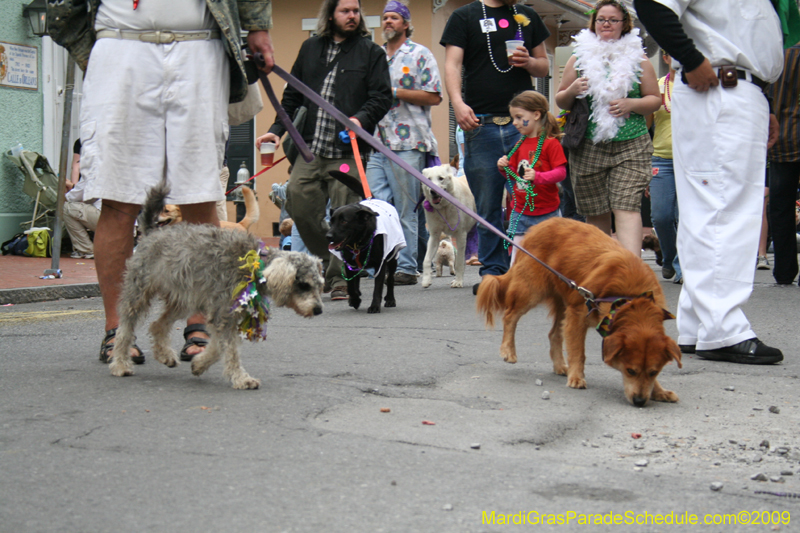 2009-Mystic-Krewe-of-Barkus-Mardi-Gras-French-Quarter-New-Orleans-Dog-Parade-0900