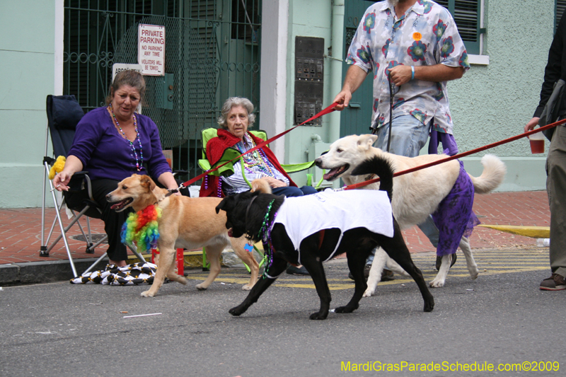 2009-Mystic-Krewe-of-Barkus-Mardi-Gras-French-Quarter-New-Orleans-Dog-Parade-0901