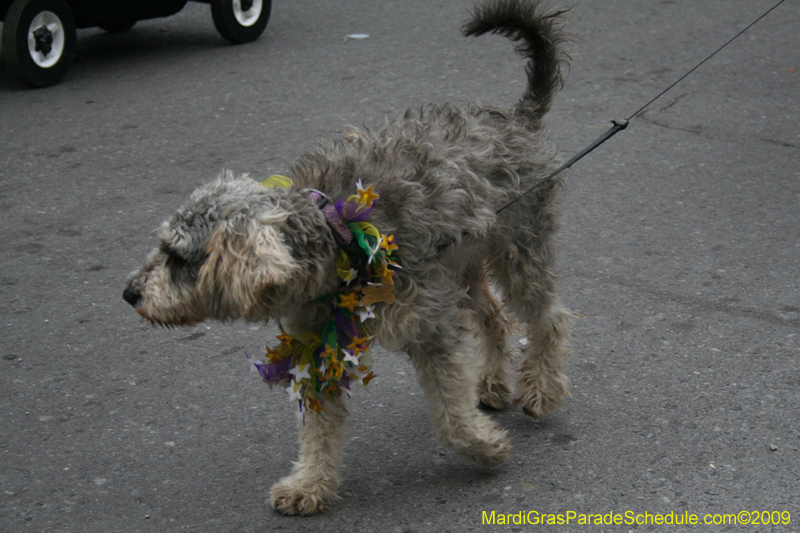 2009-Mystic-Krewe-of-Barkus-Mardi-Gras-French-Quarter-New-Orleans-Dog-Parade-0902