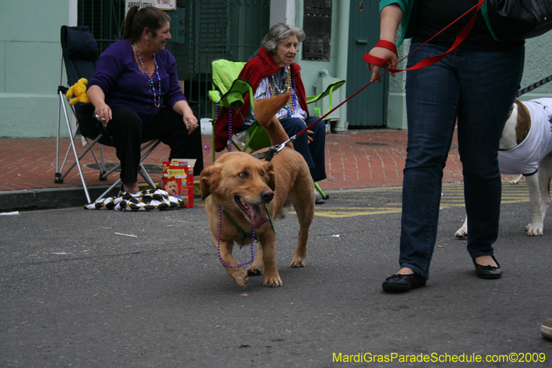 2009-Mystic-Krewe-of-Barkus-Mardi-Gras-French-Quarter-New-Orleans-Dog-Parade-0904