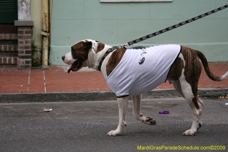 2009-Mystic-Krewe-of-Barkus-Mardi-Gras-French-Quarter-New-Orleans-Dog-Parade-0905