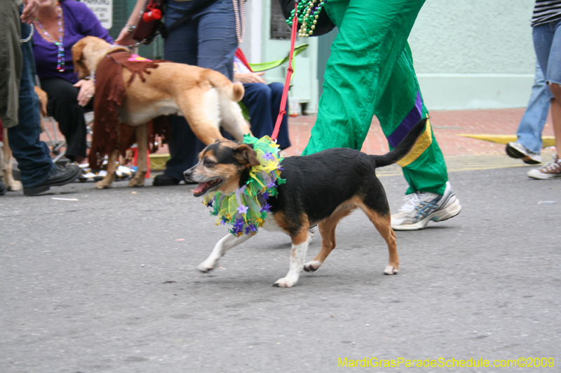 2009-Mystic-Krewe-of-Barkus-Mardi-Gras-French-Quarter-New-Orleans-Dog-Parade-0909