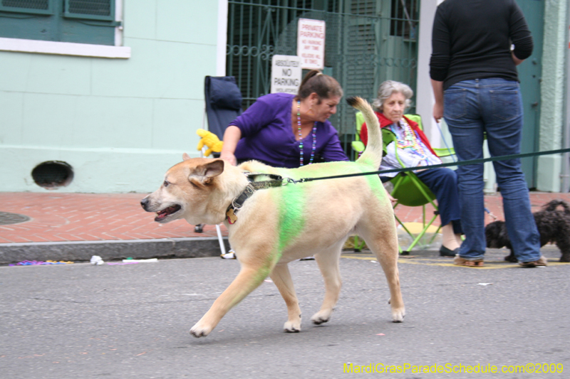 2009-Mystic-Krewe-of-Barkus-Mardi-Gras-French-Quarter-New-Orleans-Dog-Parade-0912