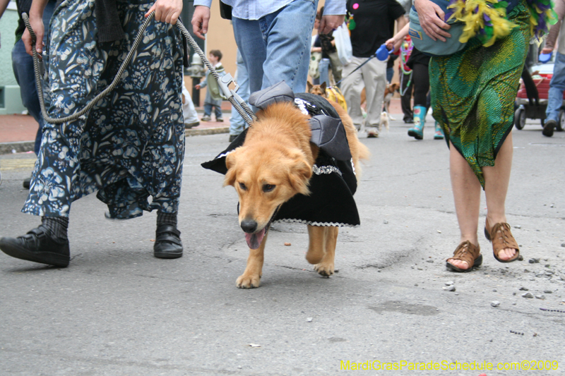 2009-Mystic-Krewe-of-Barkus-Mardi-Gras-French-Quarter-New-Orleans-Dog-Parade-0913