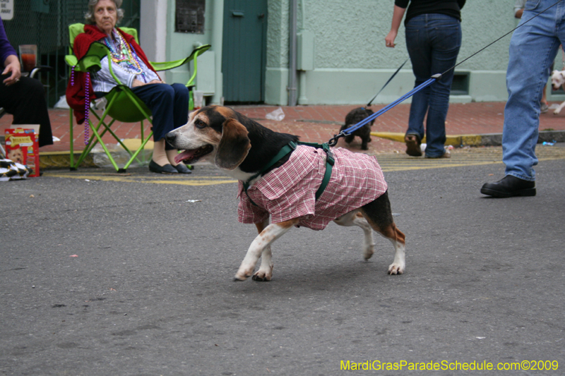 2009-Mystic-Krewe-of-Barkus-Mardi-Gras-French-Quarter-New-Orleans-Dog-Parade-0915