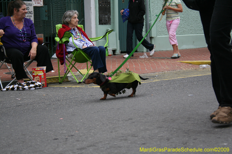 2009-Mystic-Krewe-of-Barkus-Mardi-Gras-French-Quarter-New-Orleans-Dog-Parade-0917