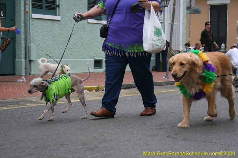 2009-Mystic-Krewe-of-Barkus-Mardi-Gras-French-Quarter-New-Orleans-Dog-Parade-0919