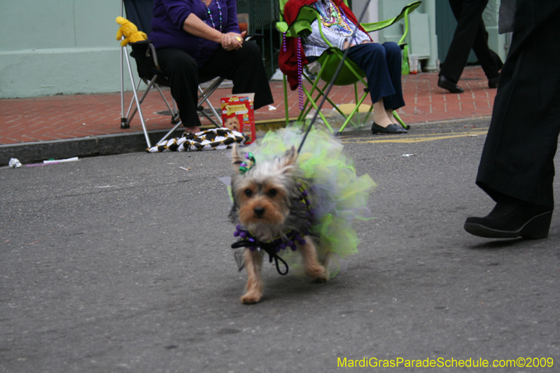 2009-Mystic-Krewe-of-Barkus-Mardi-Gras-French-Quarter-New-Orleans-Dog-Parade-0920