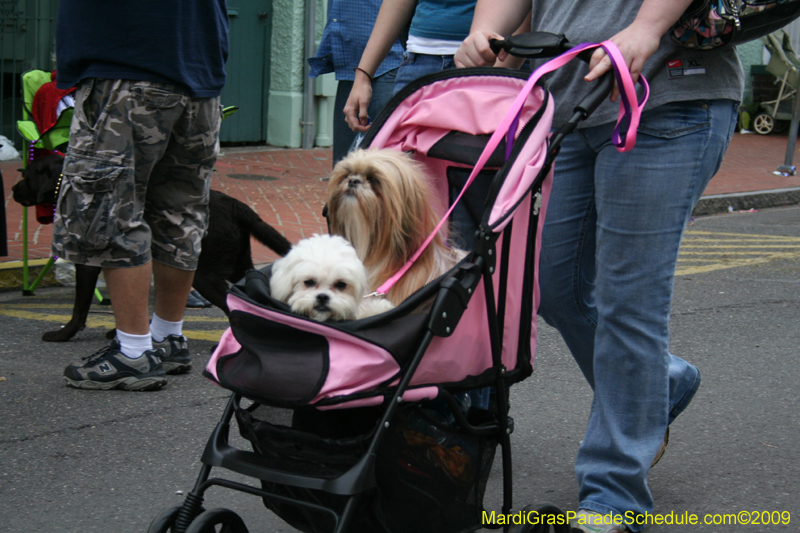 2009-Mystic-Krewe-of-Barkus-Mardi-Gras-French-Quarter-New-Orleans-Dog-Parade-0921