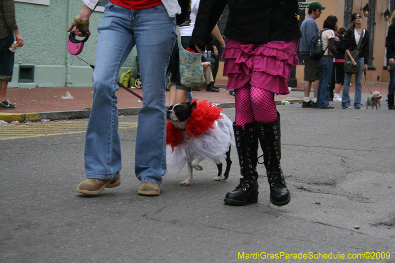 2009-Mystic-Krewe-of-Barkus-Mardi-Gras-French-Quarter-New-Orleans-Dog-Parade-0923