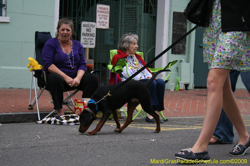 2009-Mystic-Krewe-of-Barkus-Mardi-Gras-French-Quarter-New-Orleans-Dog-Parade-0925