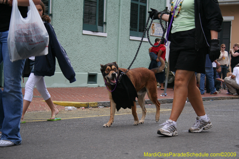 2009-Mystic-Krewe-of-Barkus-Mardi-Gras-French-Quarter-New-Orleans-Dog-Parade-0926