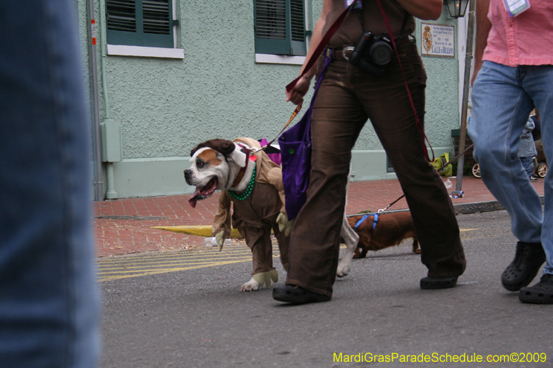 2009-Mystic-Krewe-of-Barkus-Mardi-Gras-French-Quarter-New-Orleans-Dog-Parade-0927