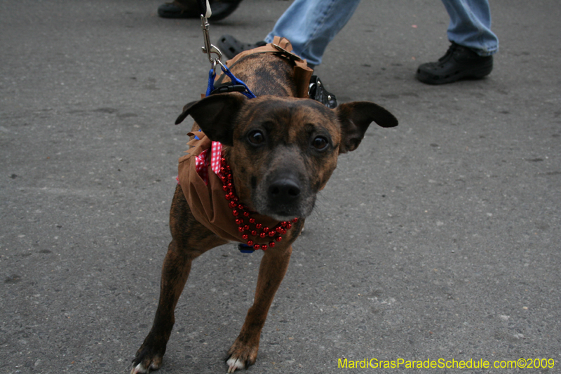 2009-Mystic-Krewe-of-Barkus-Mardi-Gras-French-Quarter-New-Orleans-Dog-Parade-0928