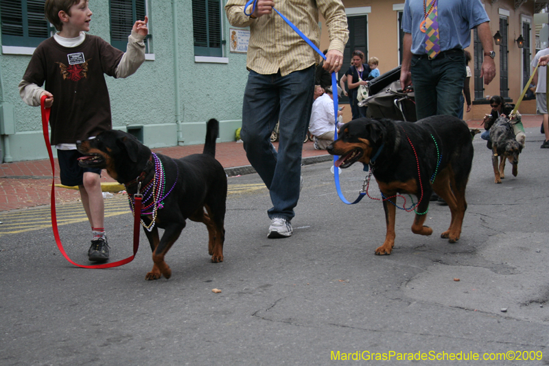 2009-Mystic-Krewe-of-Barkus-Mardi-Gras-French-Quarter-New-Orleans-Dog-Parade-0930a