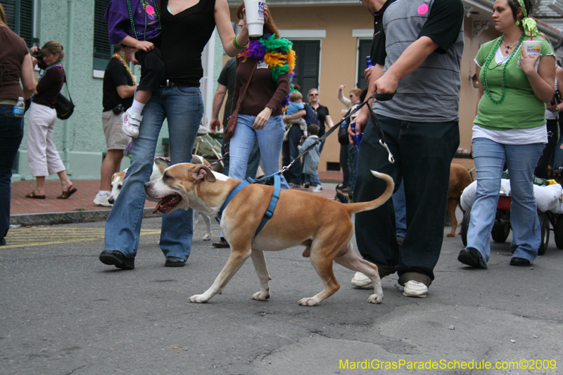 2009-Mystic-Krewe-of-Barkus-Mardi-Gras-French-Quarter-New-Orleans-Dog-Parade-0931