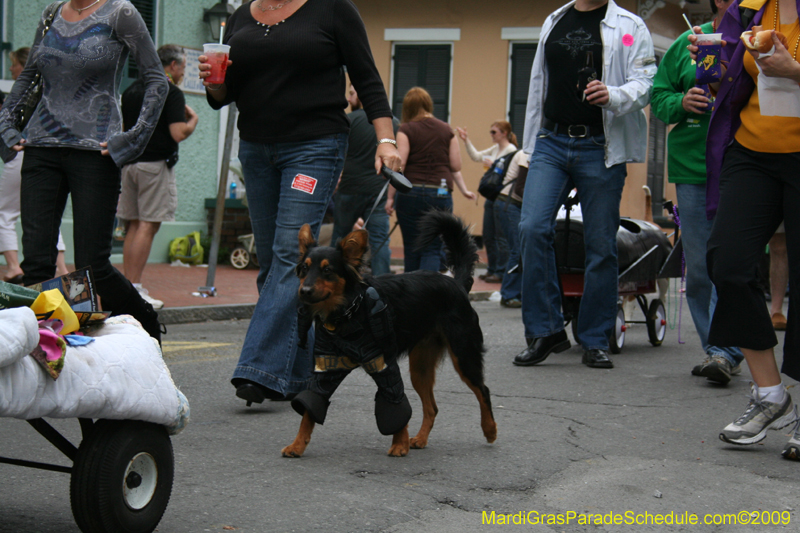 2009-Mystic-Krewe-of-Barkus-Mardi-Gras-French-Quarter-New-Orleans-Dog-Parade-0932