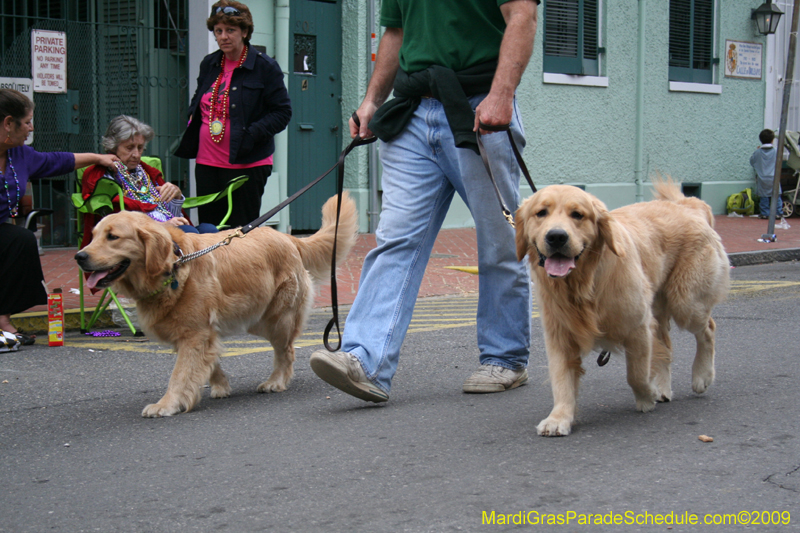 2009-Mystic-Krewe-of-Barkus-Mardi-Gras-French-Quarter-New-Orleans-Dog-Parade-0932a