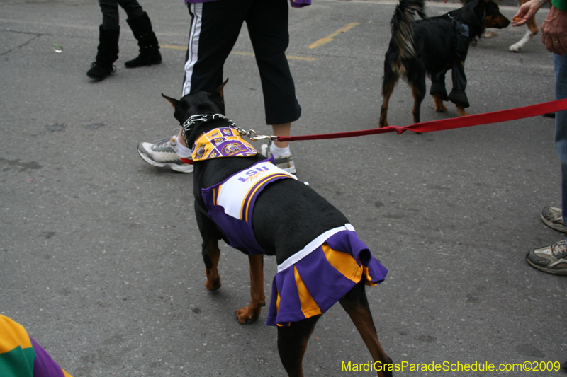 2009-Mystic-Krewe-of-Barkus-Mardi-Gras-French-Quarter-New-Orleans-Dog-Parade-0933