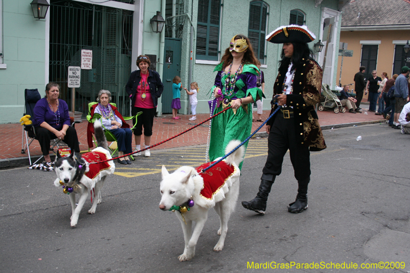 2009-Mystic-Krewe-of-Barkus-Mardi-Gras-French-Quarter-New-Orleans-Dog-Parade-0934