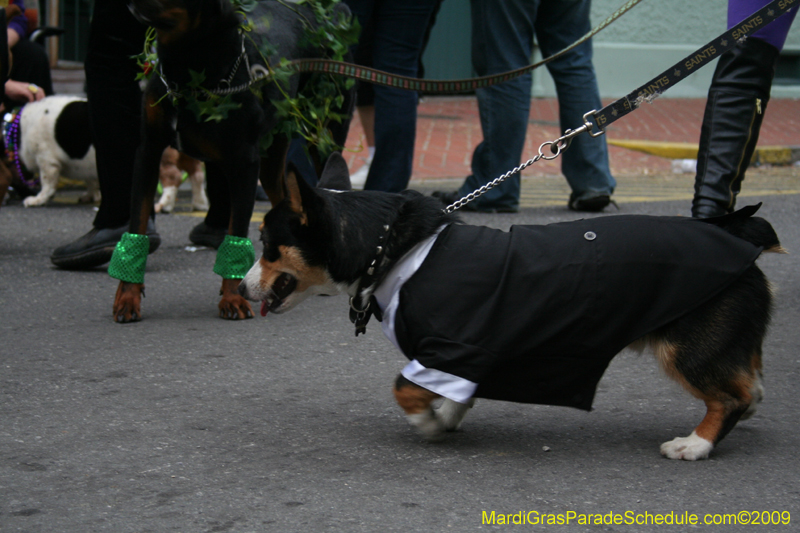 2009-Mystic-Krewe-of-Barkus-Mardi-Gras-French-Quarter-New-Orleans-Dog-Parade-0934a