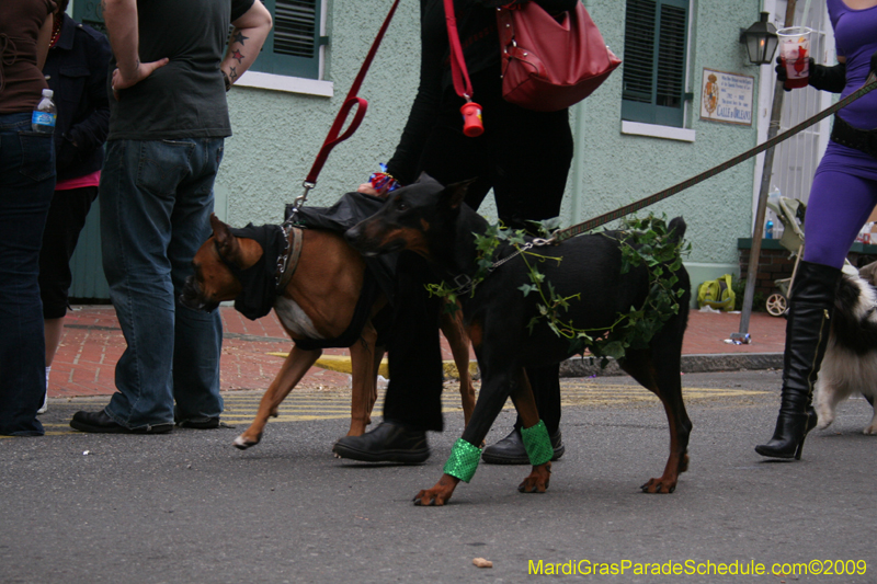 2009-Mystic-Krewe-of-Barkus-Mardi-Gras-French-Quarter-New-Orleans-Dog-Parade-0934b