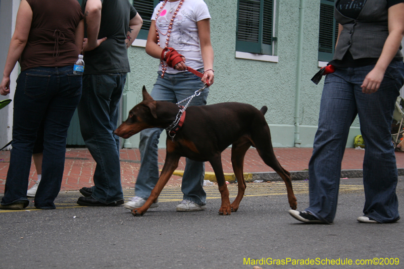 2009-Mystic-Krewe-of-Barkus-Mardi-Gras-French-Quarter-New-Orleans-Dog-Parade-0935