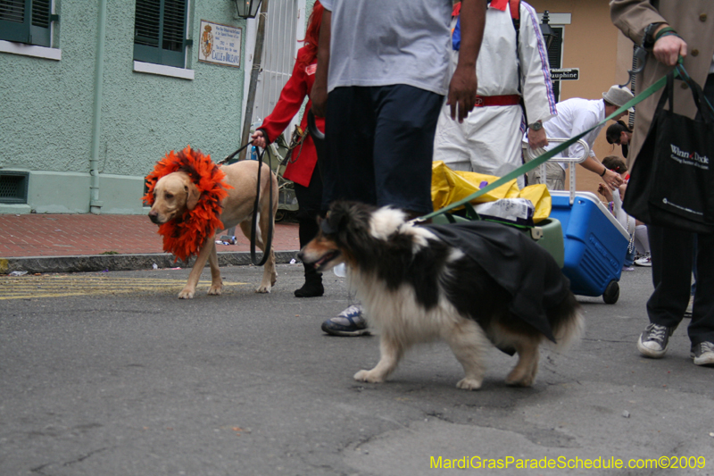 2009-Mystic-Krewe-of-Barkus-Mardi-Gras-French-Quarter-New-Orleans-Dog-Parade-0936